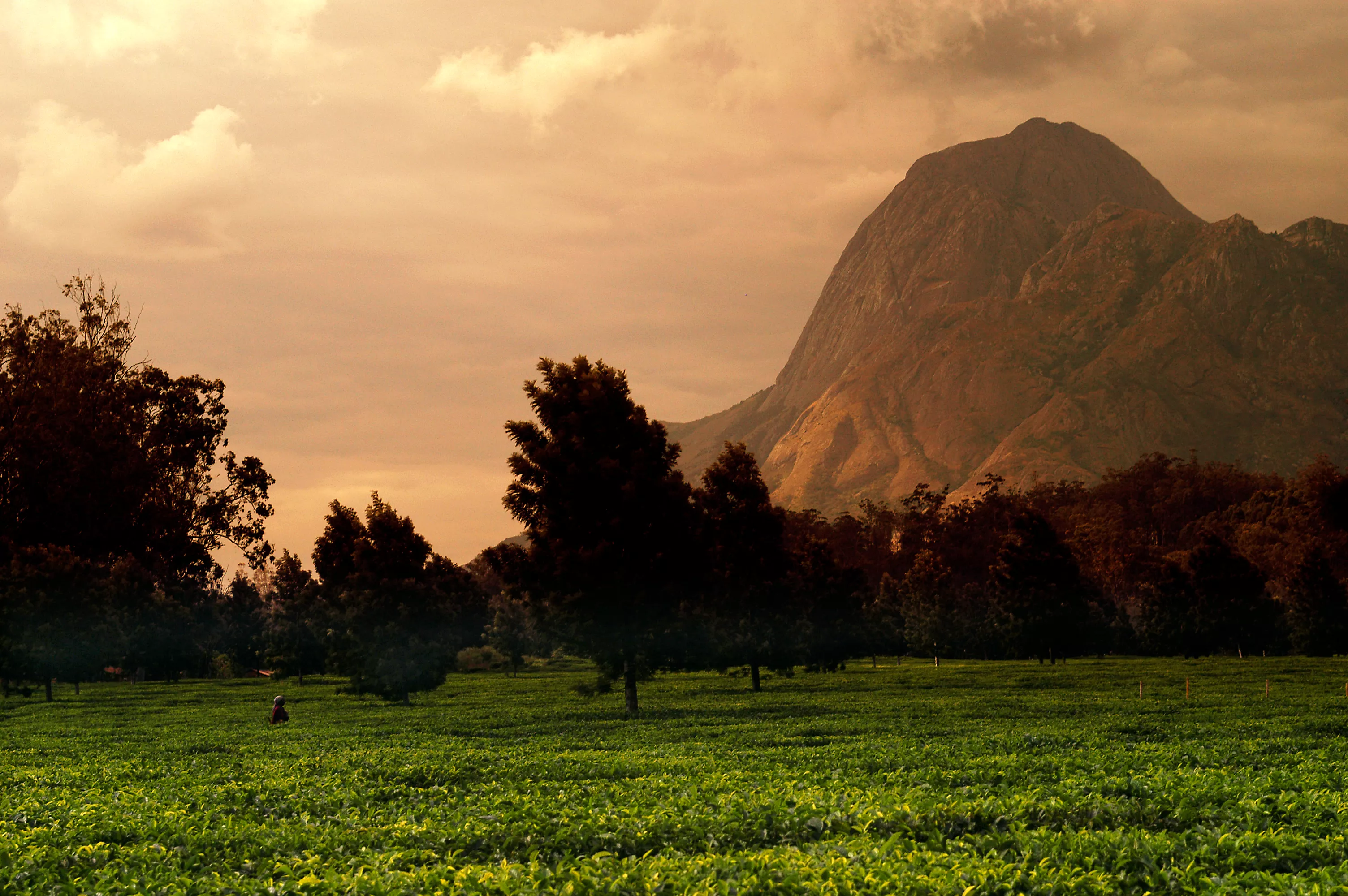 Mulanje Mountain Forest Reserve in Malawi, Africa | Mountains,Parks - Rated 0.8
