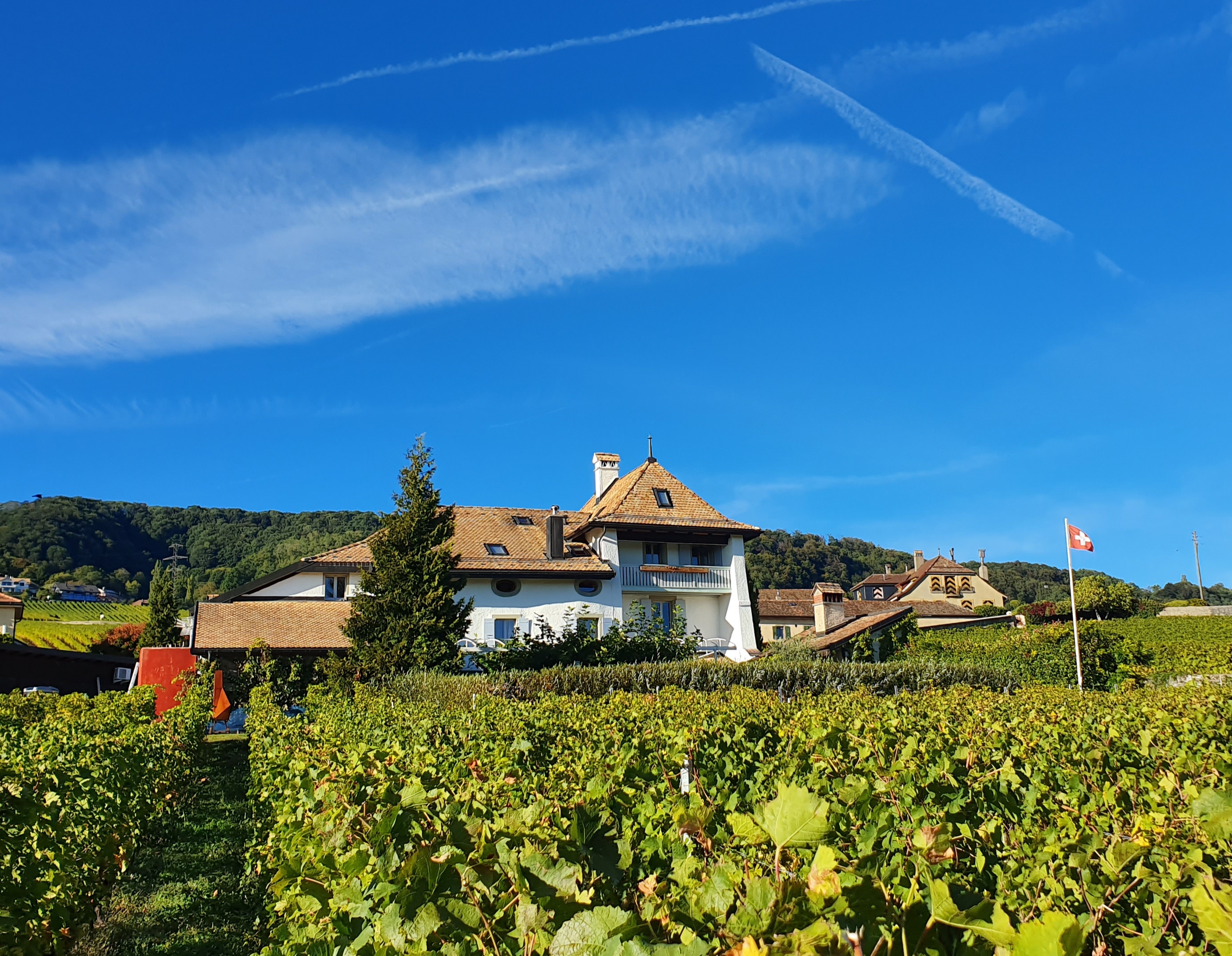 Luc Massy Wines in Switzerland, Europe | Wineries - Rated 0.9