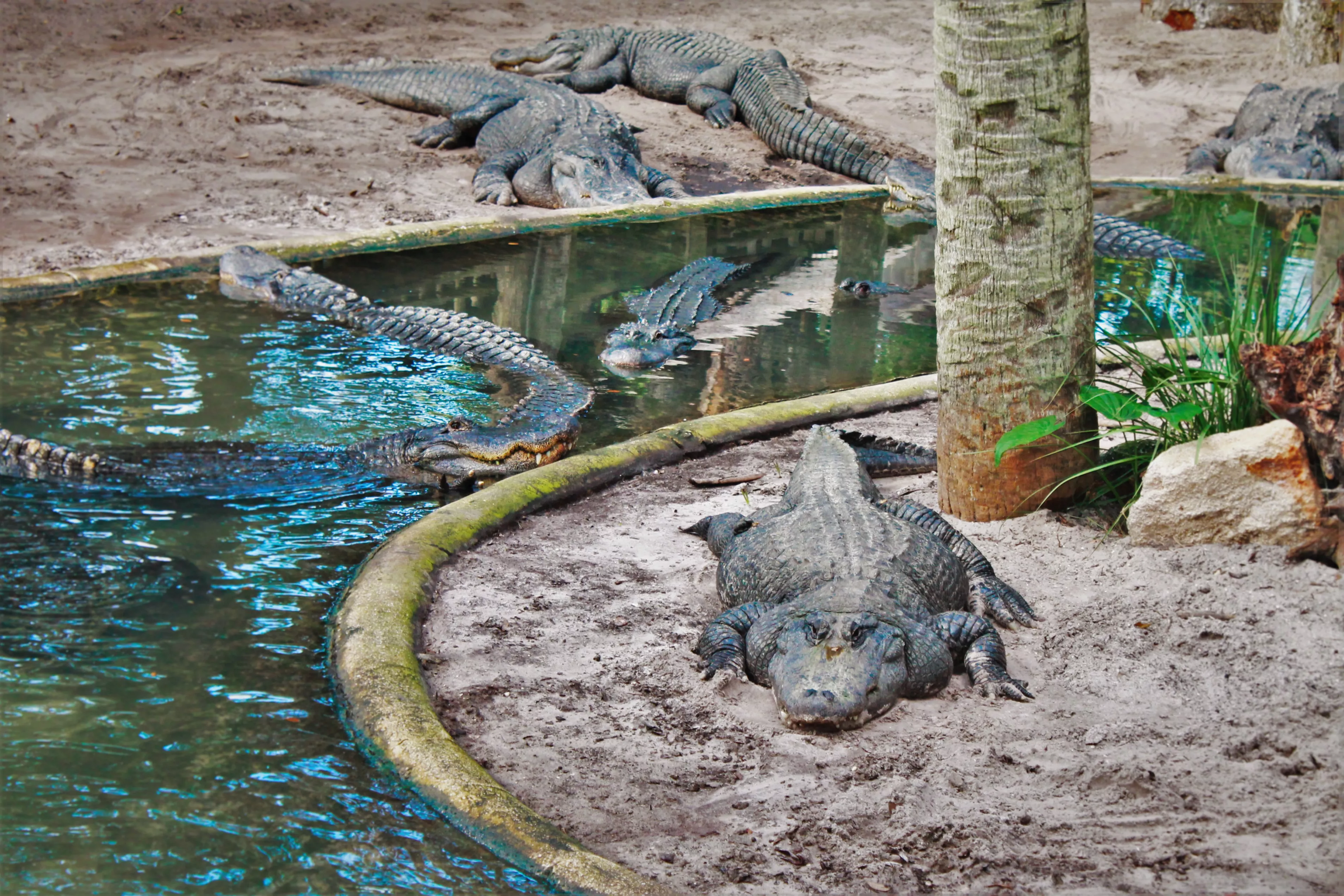 St. Augustine Alligator Farm in USA, North America | Zoos & Sanctuaries - Rated 4.3