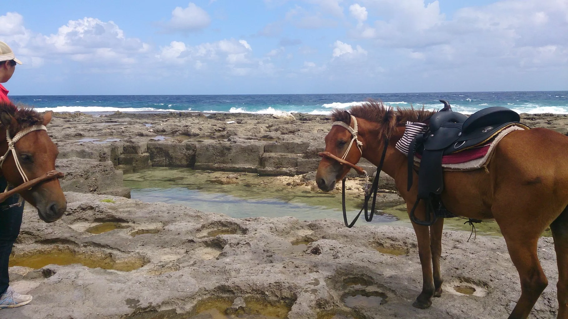 Rancho Daimari in Aruba, Caribbean | Horseback Riding - Rated 0.8