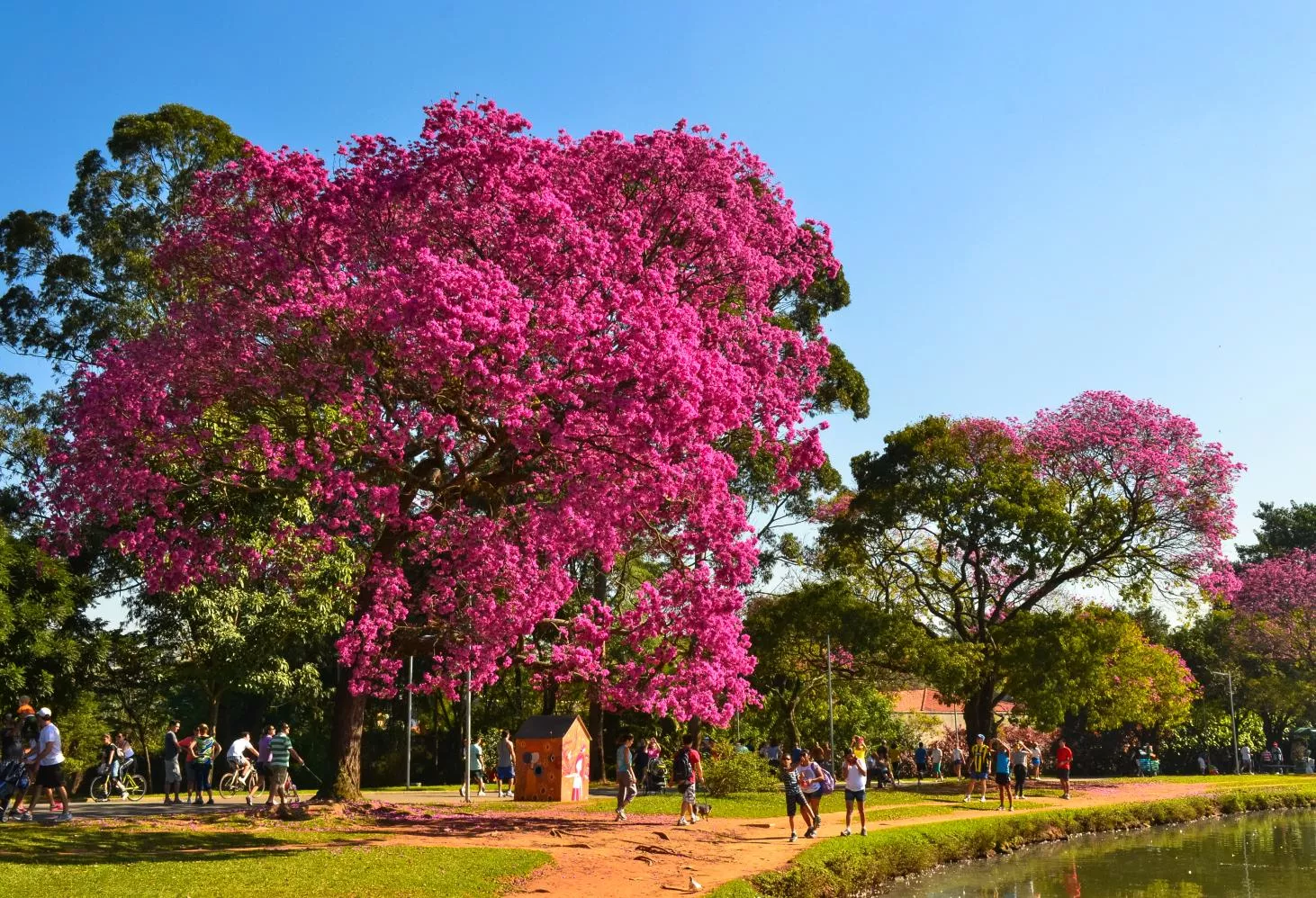 Ibirapuera Park in Brazil, South America | Parks - Rated 9.6