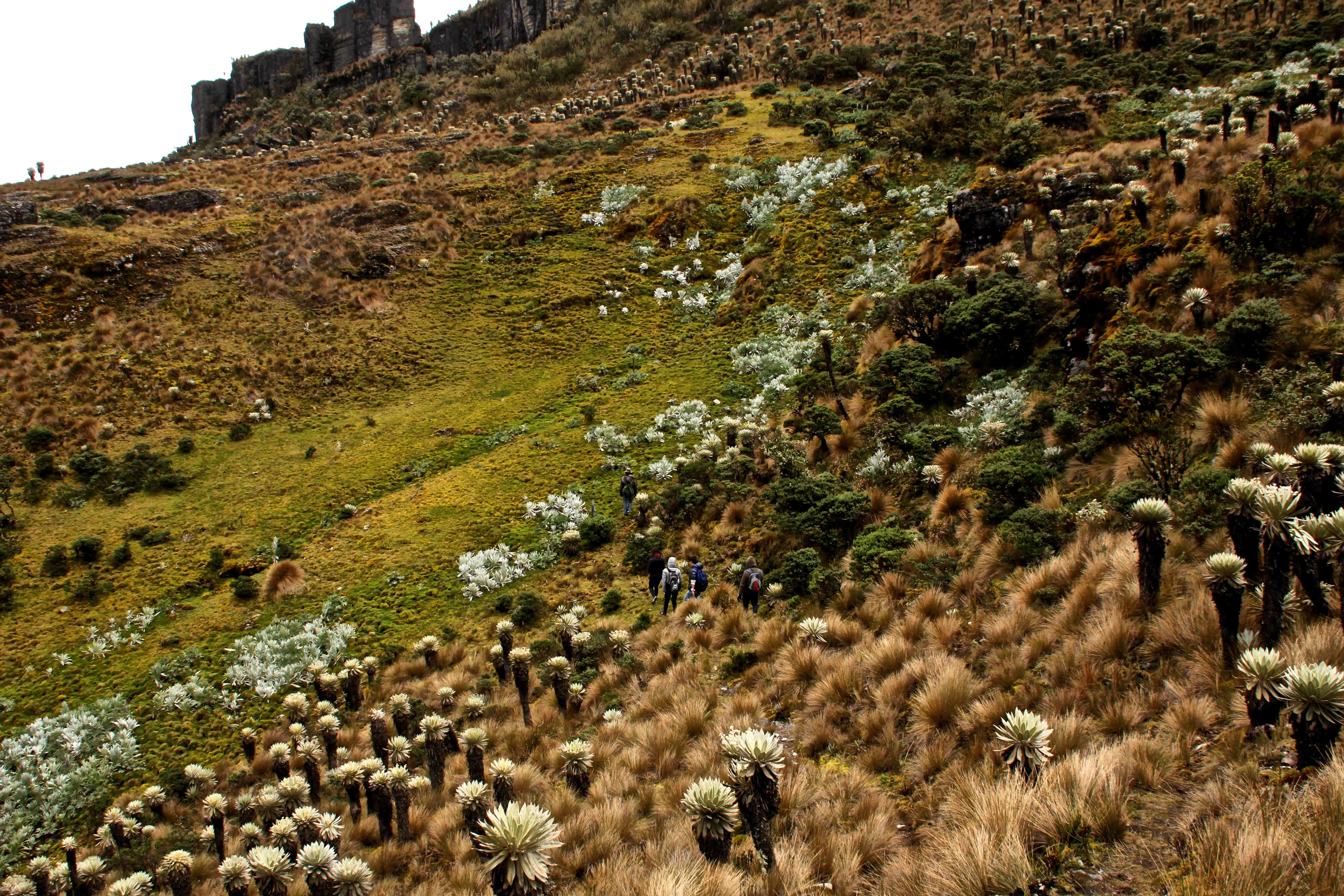 Paramo de Oceta in Colombia, South America | Trekking & Hiking - Rated 0.9