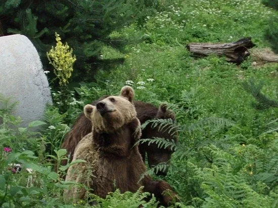 Dancing Bears Park in Bulgaria, Europe | Parks - Rated 3.7