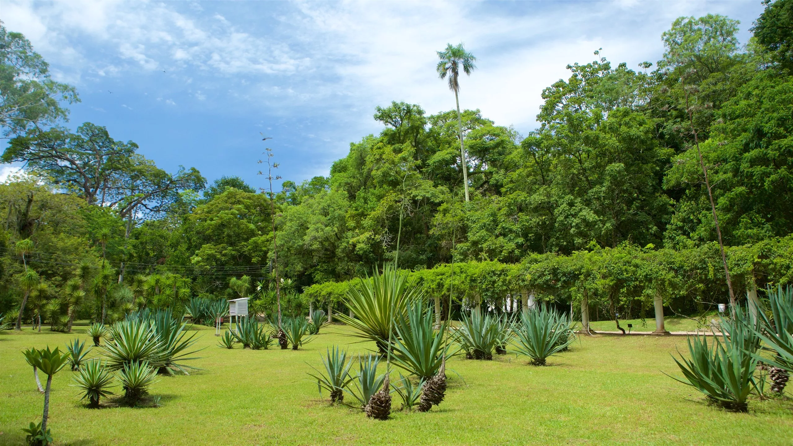 Limbe Botanic Garden in Cameroon, Africa | Botanical Gardens - Rated 3.2