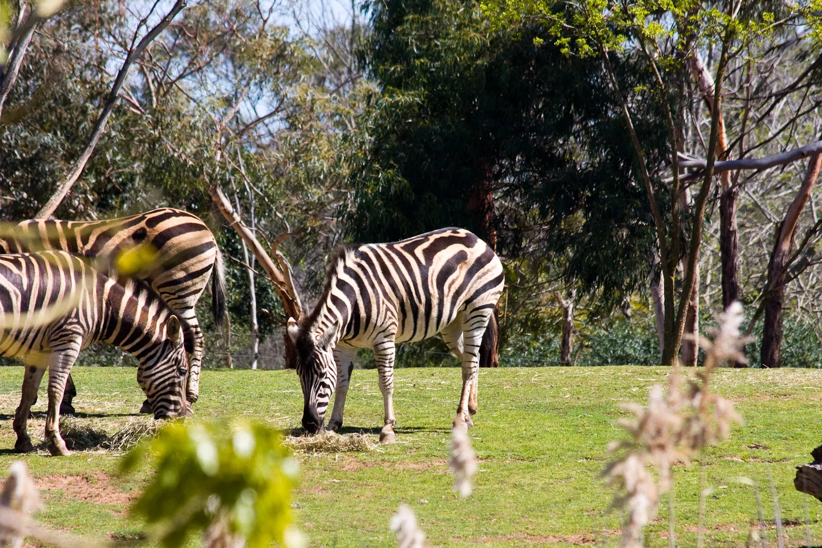 Melbourne Zoo in Australia, Australia and Oceania | Nature Reserves - Rated 3.6