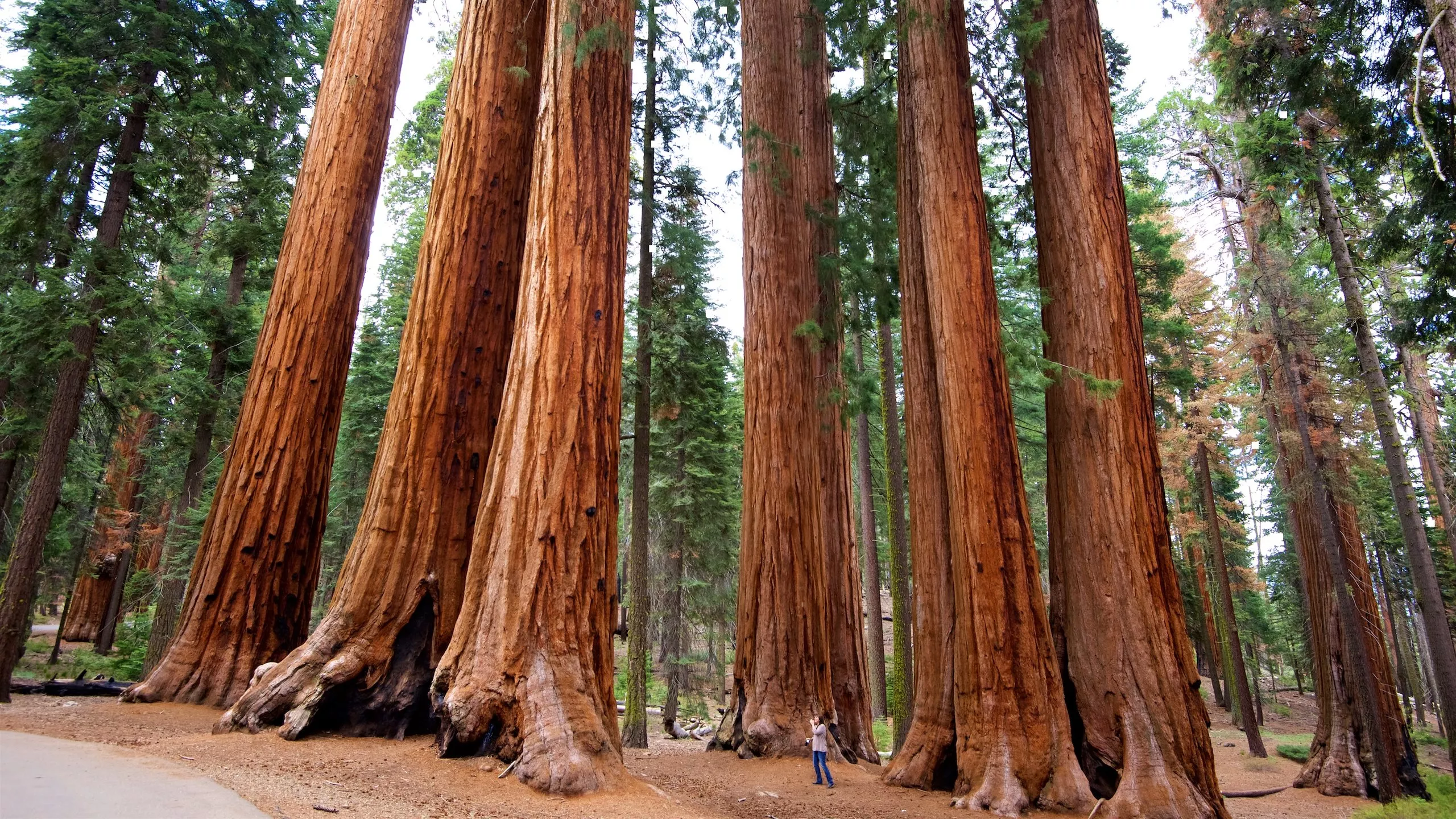 Sequoia National Park in USA, North America | Parks - Rated 4.2