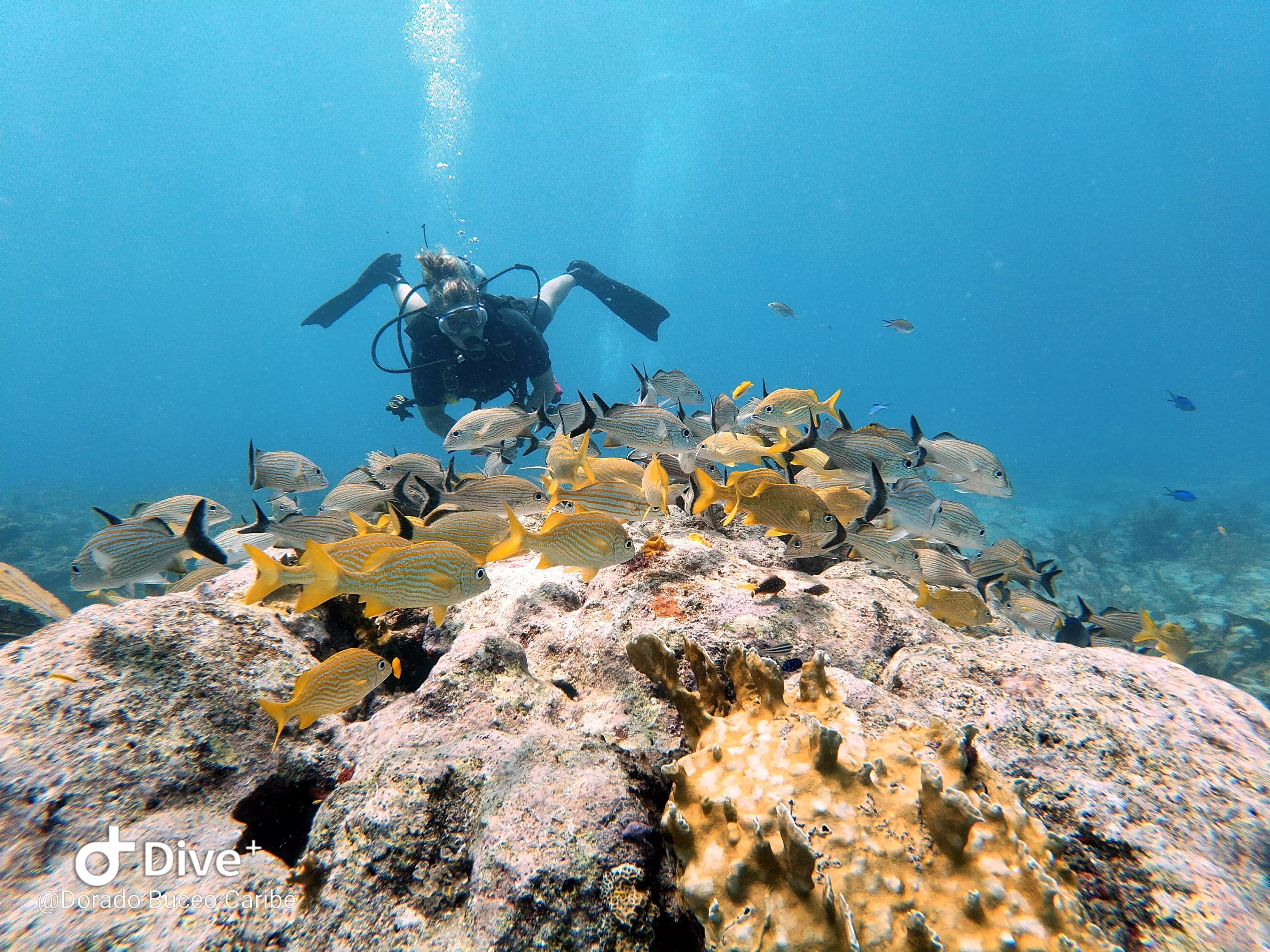 Dorado Buceo Veracruz in Mexico, North America | Scuba Diving - Rated 4