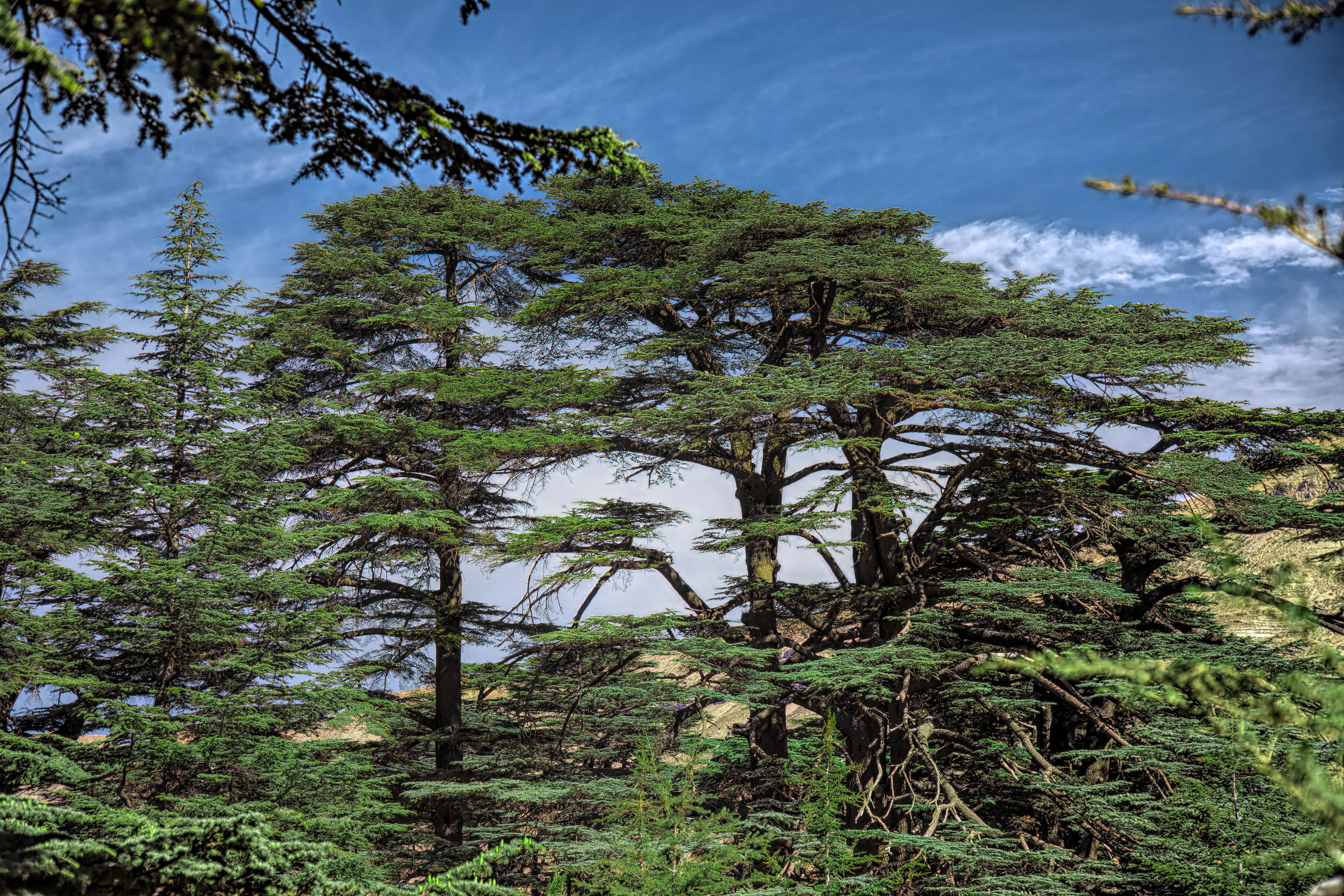 The Cedars of God in Lebanon, Middle East | Nature Reserves,Trekking & Hiking - Rated 4.1
