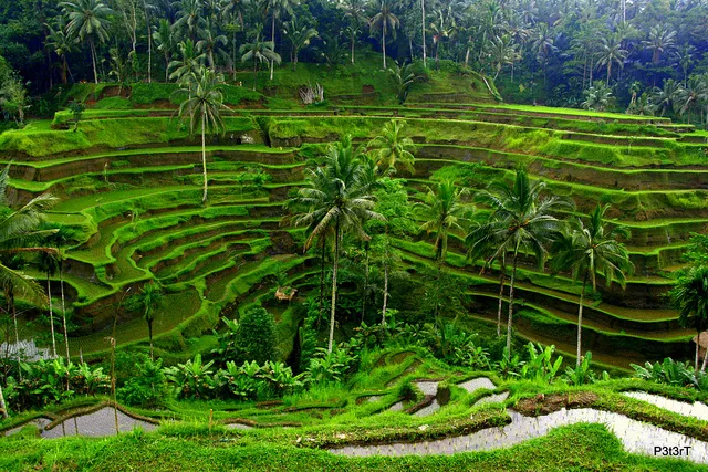 Tegallalang Rice Terrace in Indonesia, Central Asia | Observation Decks - Rated 4.3