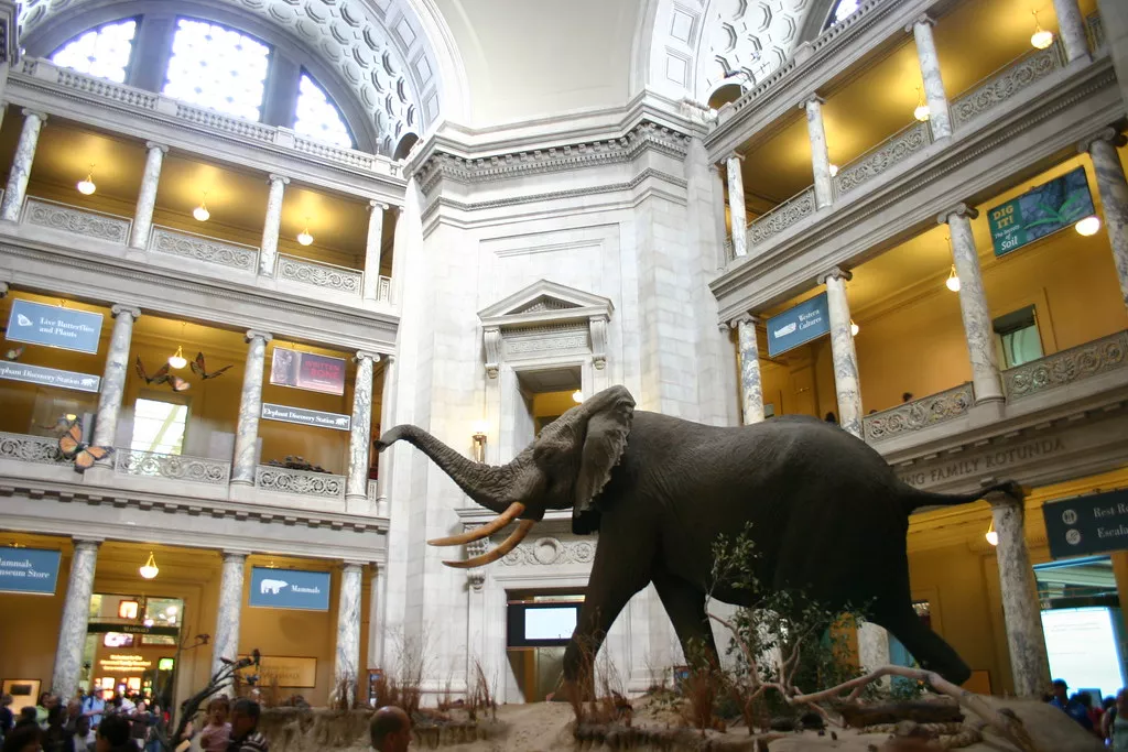 Smithsonian National Museum of Natural History in USA, North America | Museums - Rated 4.8