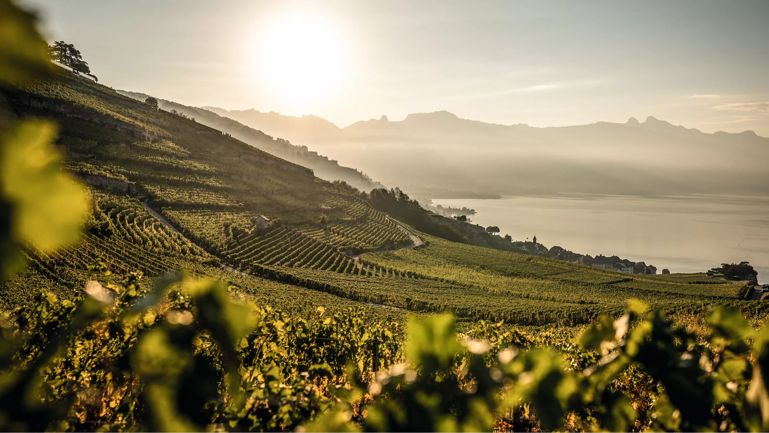 Lavaux Vinorama in Switzerland, Europe | Wineries - Rated 3.8