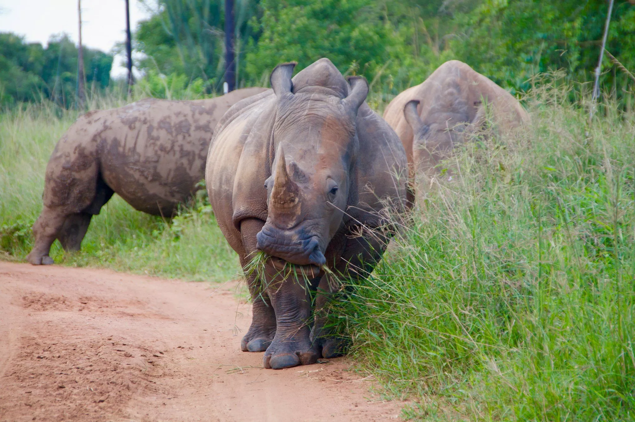 Ziwa Rhino Sanctuary in Uganda, Africa | Zoos & Sanctuaries - Rated 3.6