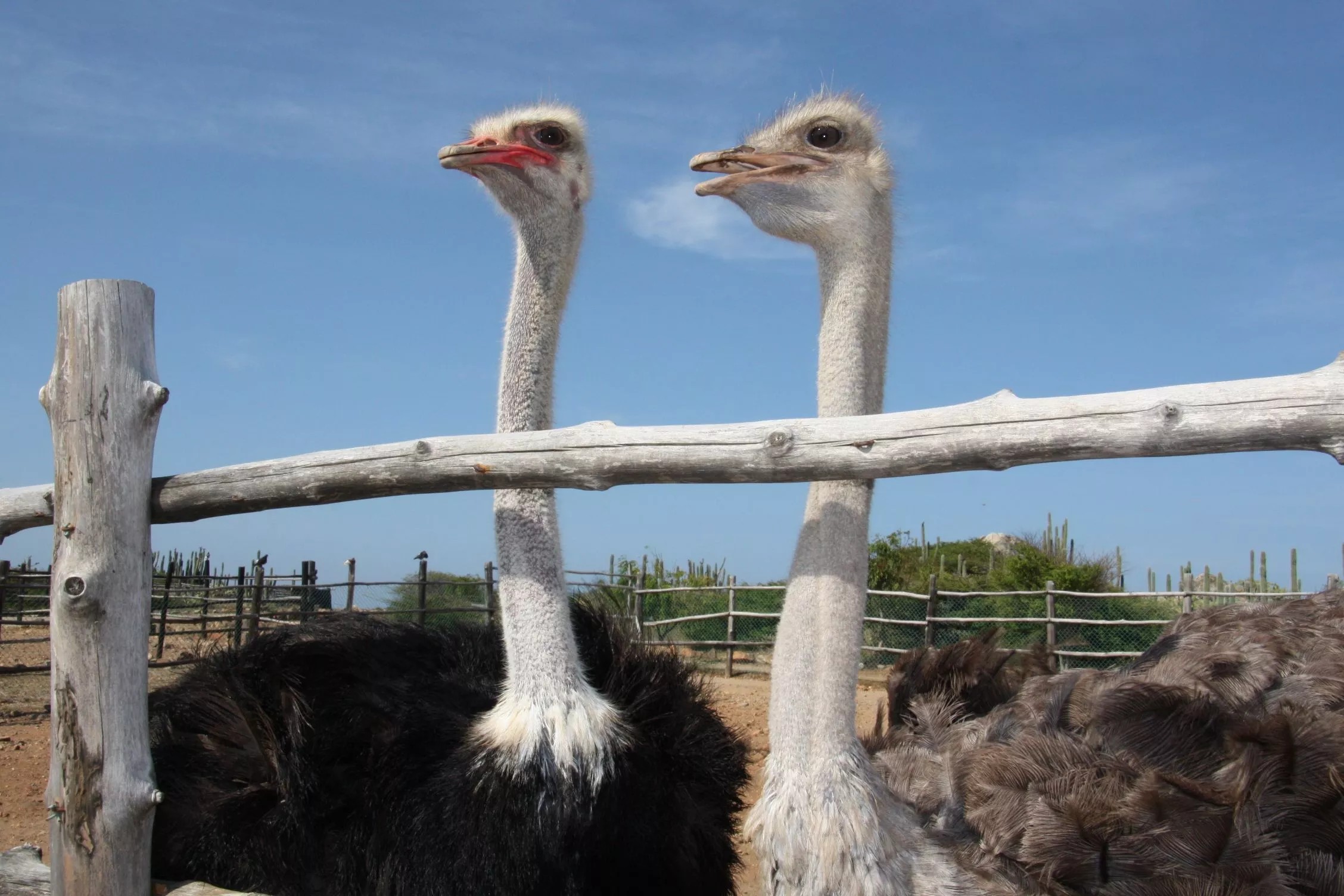 Aruba Ostrich Farm in Aruba, Caribbean | Zoos & Sanctuaries - Rated 3.5