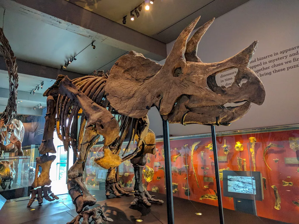 Natural History Museum of Los Angeles County (NHM) in USA, North America | Museums - Rated 4