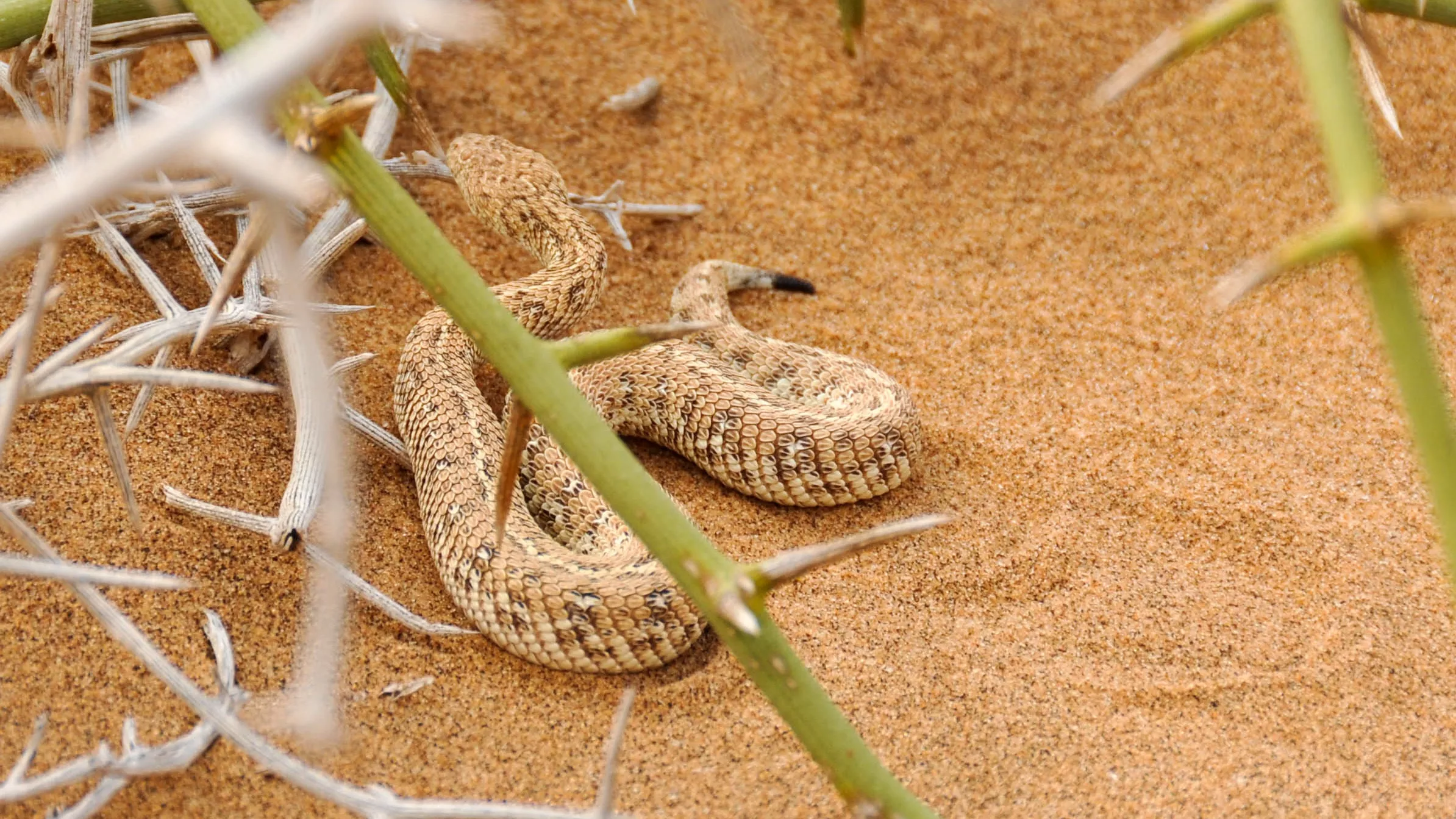 Living Desert Snake Park in Namibia, Africa | Zoos & Sanctuaries - Rated 3.3