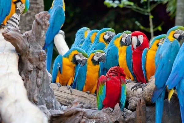 Bali Bird Park in Indonesia, Central Asia | Zoos & Sanctuaries - Rated 4.3