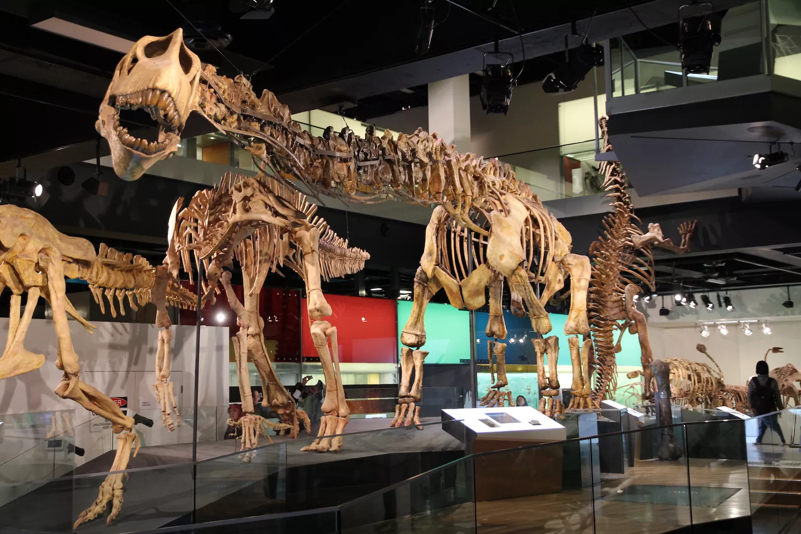 Melbourne Museum in Australia, Australia and Oceania | Museums - Rated 4