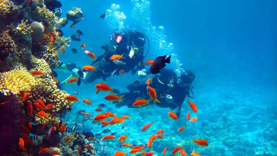 Diving Center La Sirena, l'Estartit - Isole Medas (Spagna) in Spain, Europe | Scuba Diving - Rated 4.4