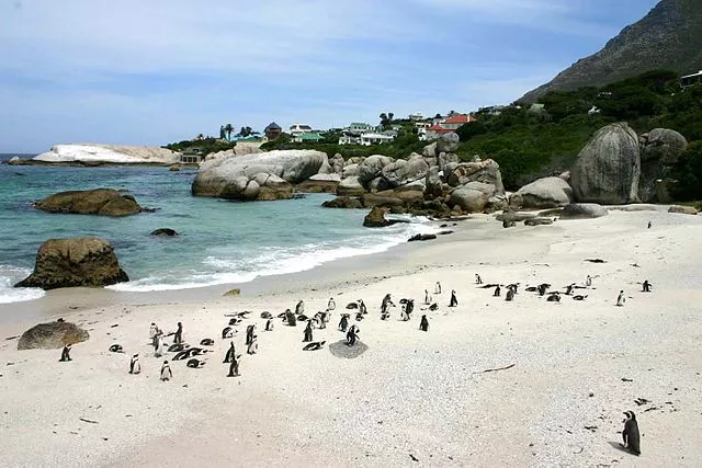 Boulders Beach in South Africa, Africa | Beaches - Rated 4.9