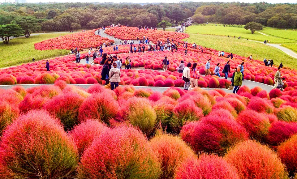 Hitachi Seaside Park in Japan, East Asia | Parks - Rated 3.6