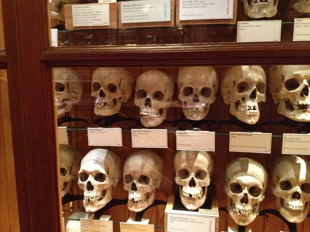 The Mutter Museum in USA, North America | Museums - Rated 3.8