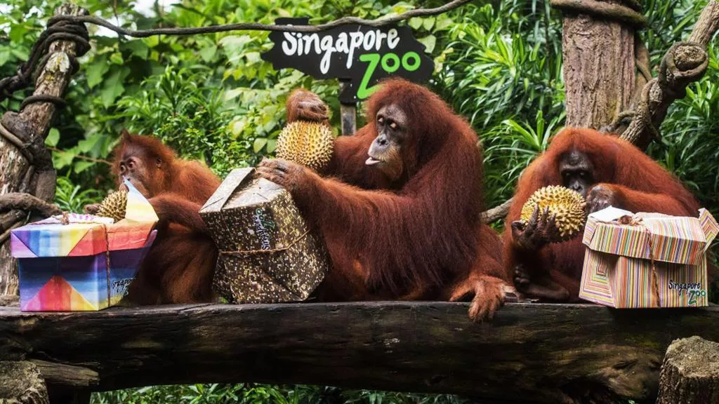 Singapore Zoo in Singapore, Central Asia | Zoos & Sanctuaries - Rated 6.8