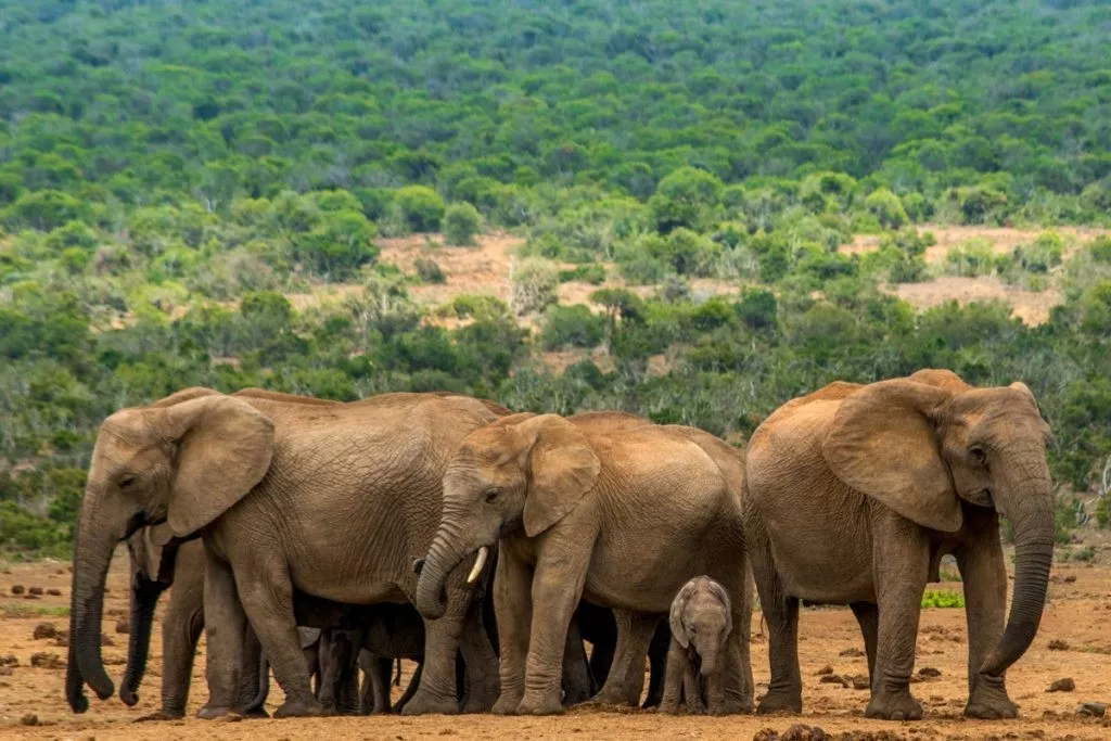 Addo Elephant National Park in South Africa, Africa | Parks - Rated 3.8