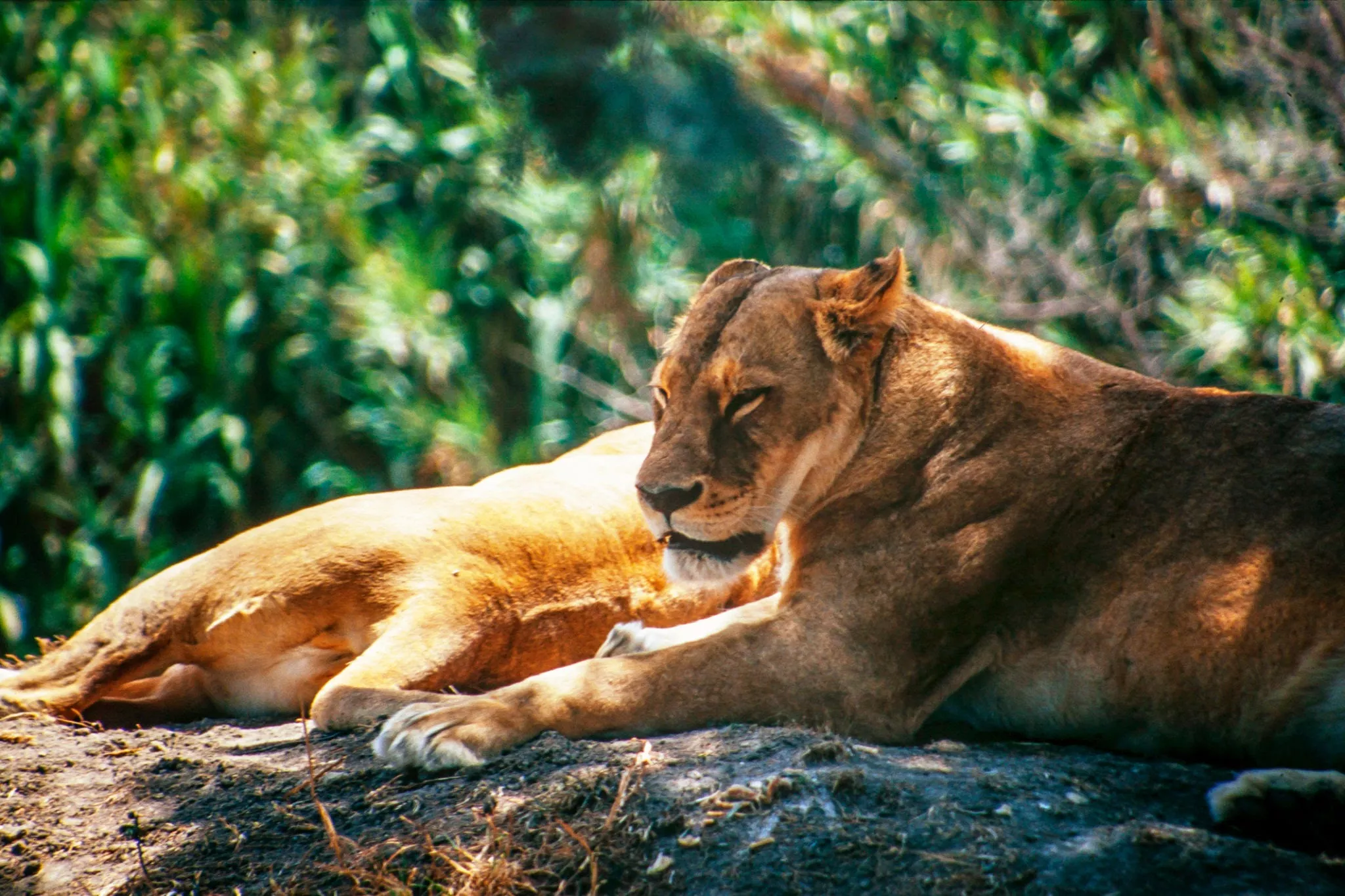 Africam Safari in Mexico, North America | Zoos & Sanctuaries,Safari - Rated 8.4