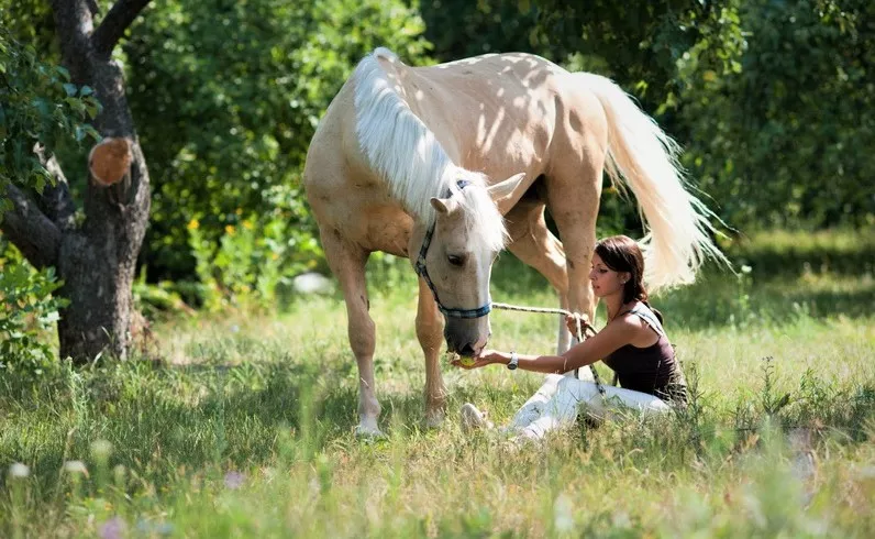 Agrousad'ba Mechta Detstva in Belarus, Europe | Horseback Riding - Rated 1.1