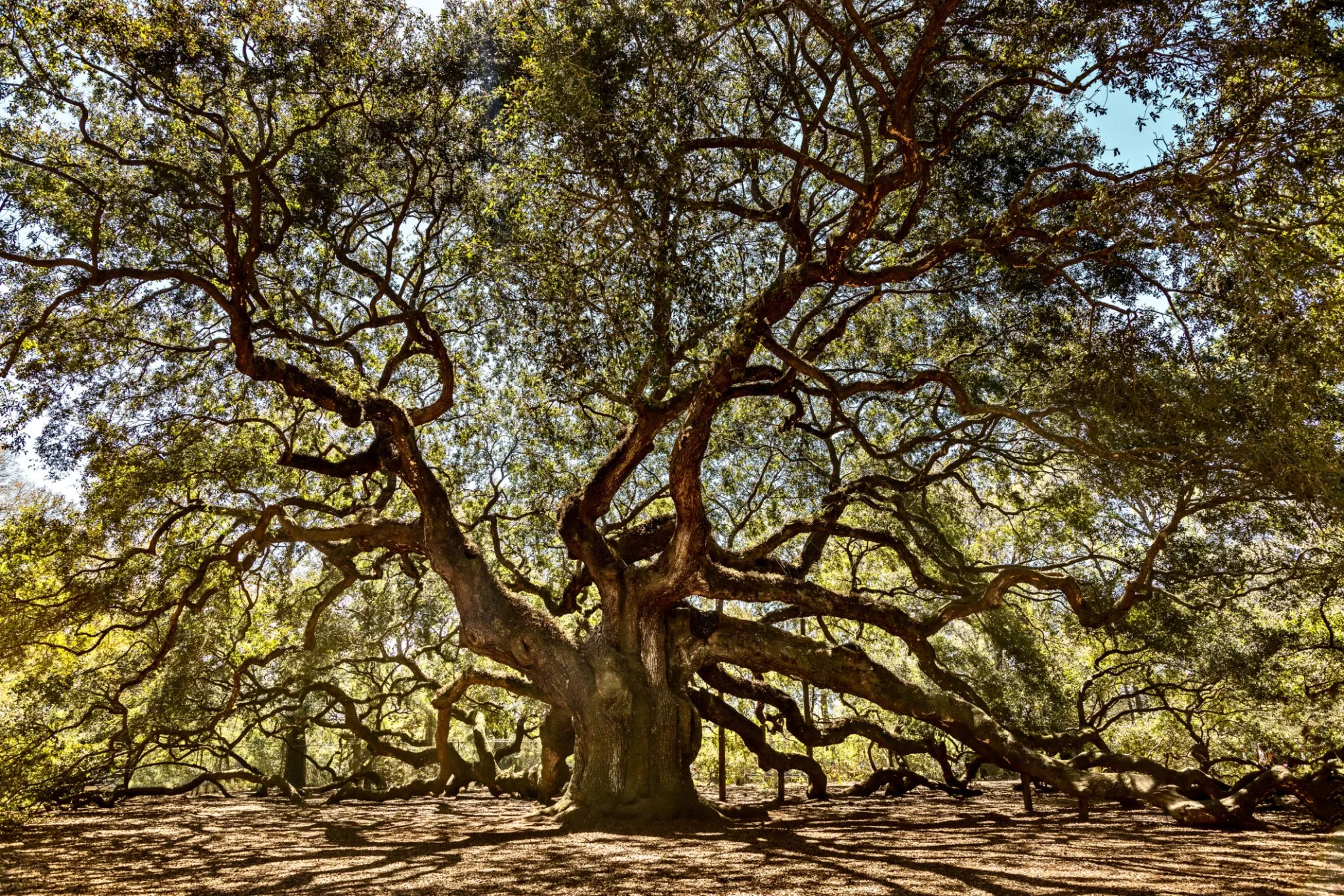 Angel Oak Tree in USA, North America | Nature Reserves - Rated 4.1
