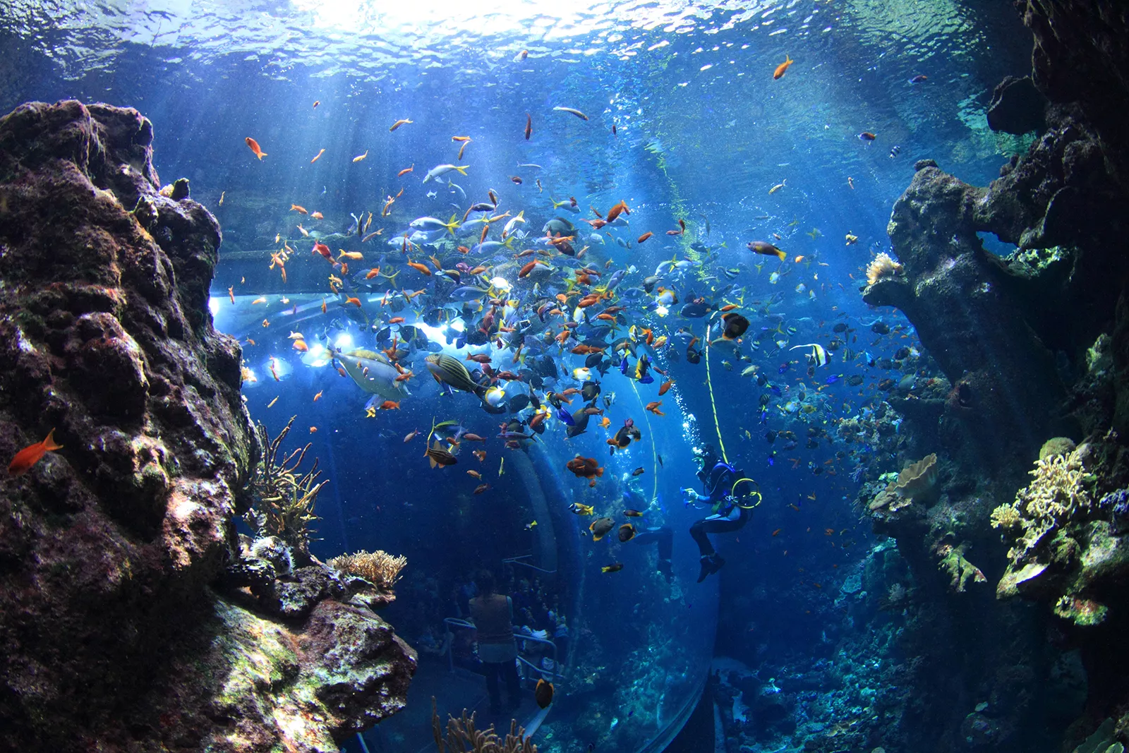 Aquarium Medellin in Colombia, South America | Aquariums & Oceanariums - Rated 4.1