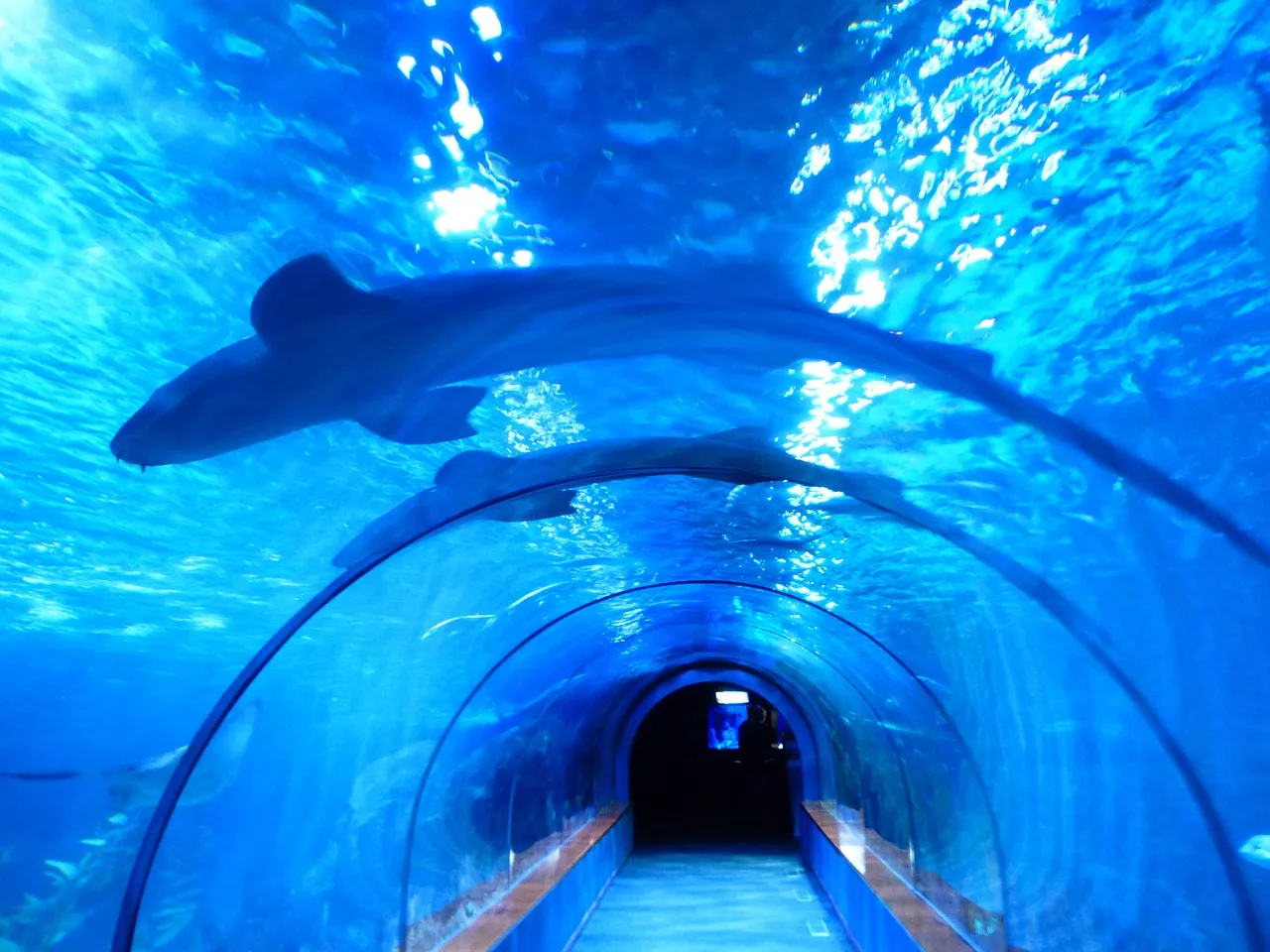 Aquarium of Niagara in USA, North America | Aquariums & Oceanariums - Rated 3.8