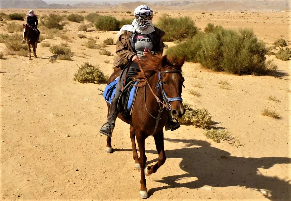 Arabian Horse Club in Jordan, Middle East | Horseback Riding - Rated 4.7