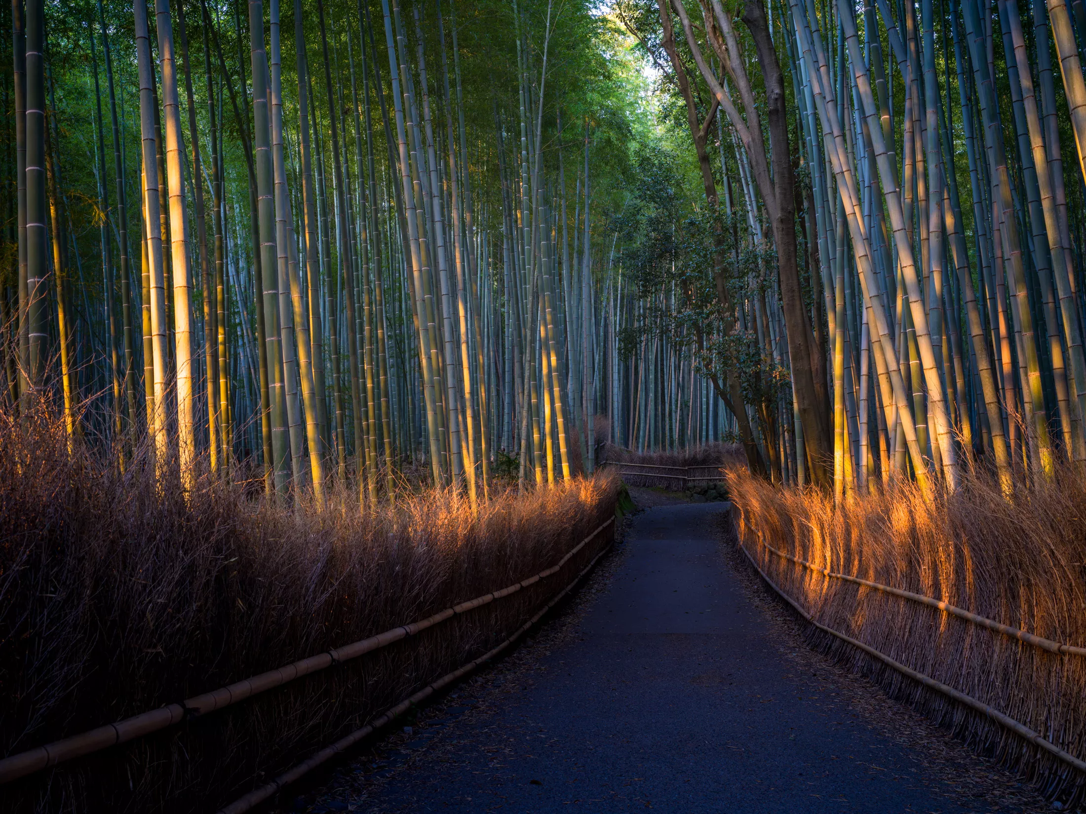 Arashiyama Bamboo Forest in Japan, East Asia | Nature Reserves,Love & Romance - Rated 3.2