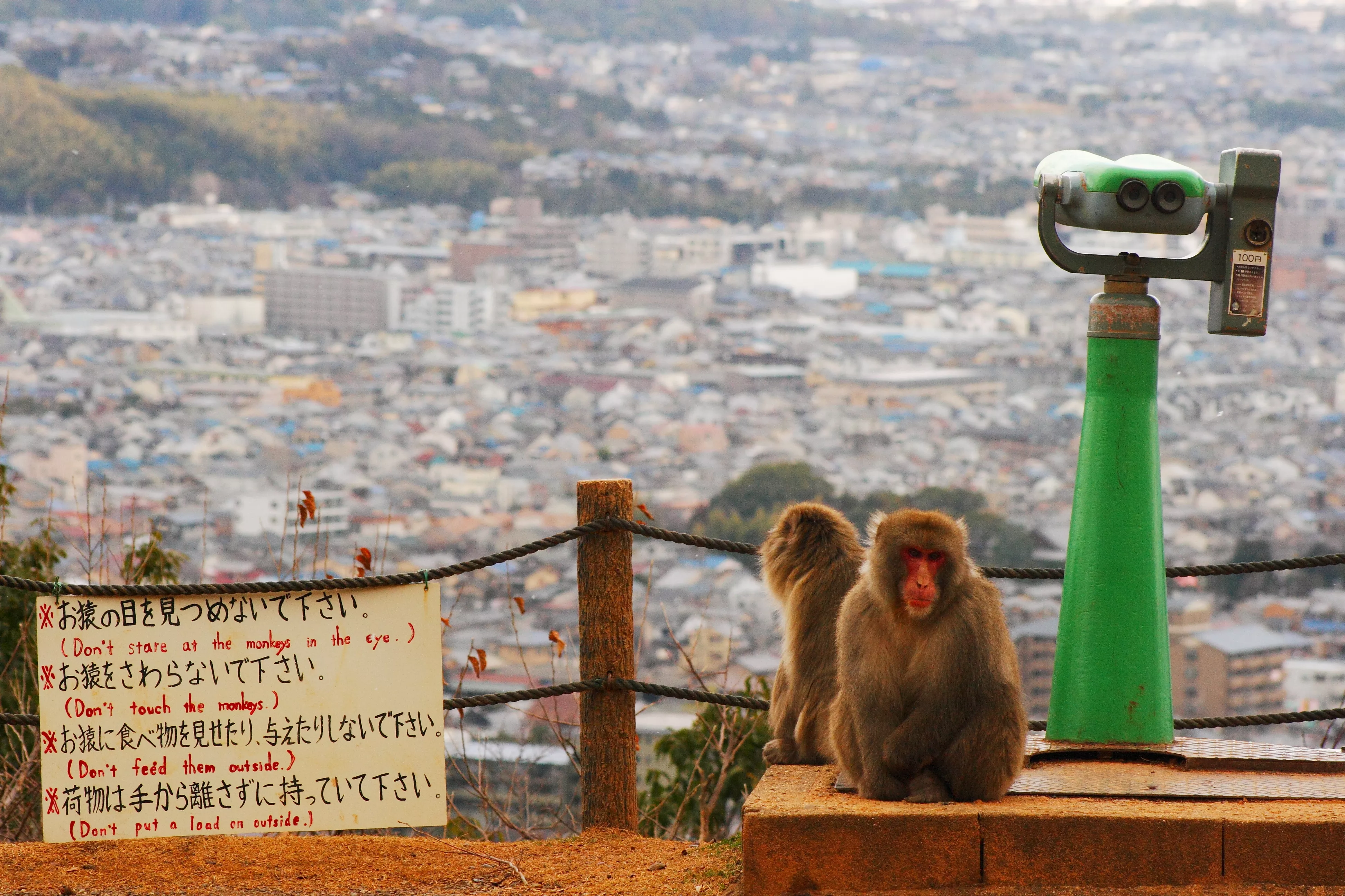 Arashiyama Monkey Park Iwatayama in Japan, East Asia | Zoos & Sanctuaries - Rated 4.4