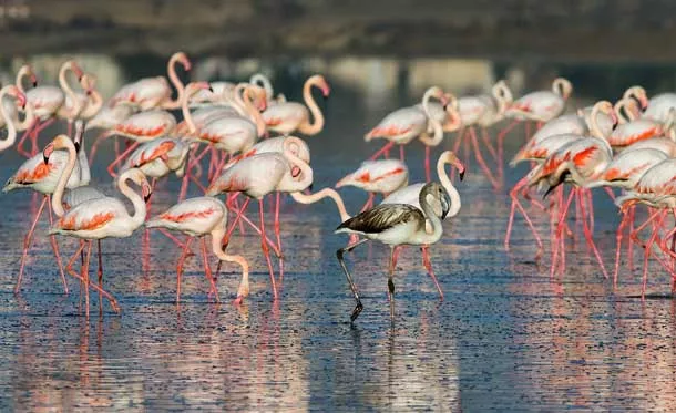 Salt Lake and Flamingos in Cyprus, Europe | Lakes - Rated 3.5