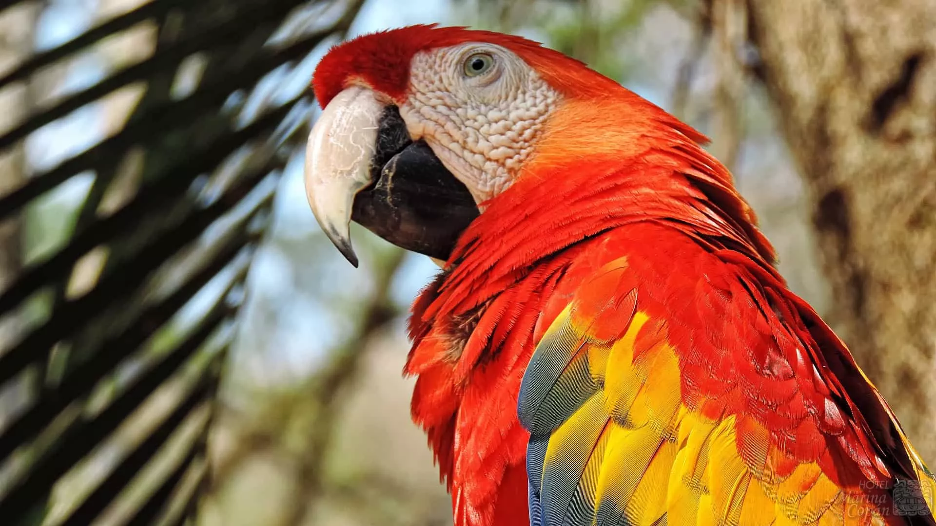 Macaw Mountain Bird Park in Honduras, North America | Zoos & Sanctuaries - Rated 0.9