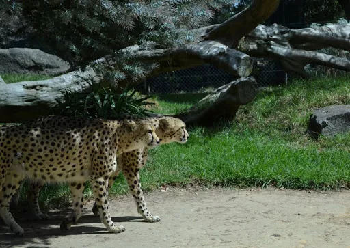 Oakland Zoo in USA, North America | Zoos & Sanctuaries - Rated 4.4