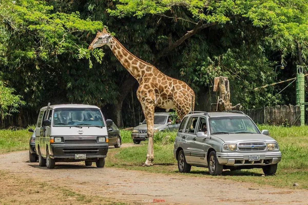Auto Safari Chapin in Guatemala, North America | Safari - Rated 4