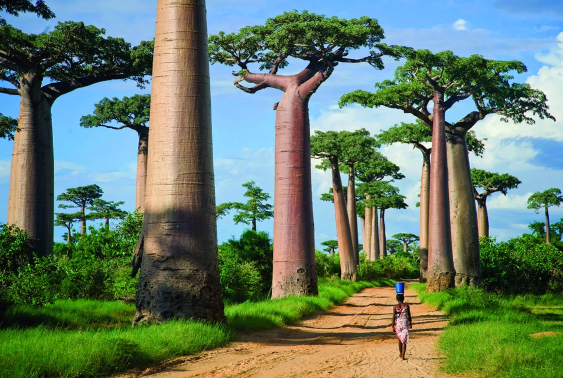 Avenue of the Baobabs in Madagascar, Africa | Nature Reserves - Rated 3.7