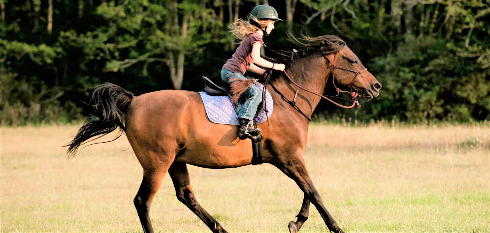 Bangalore’s Zippy Horse Riding Academy in India, Central Asia | Horseback Riding - Rated 1