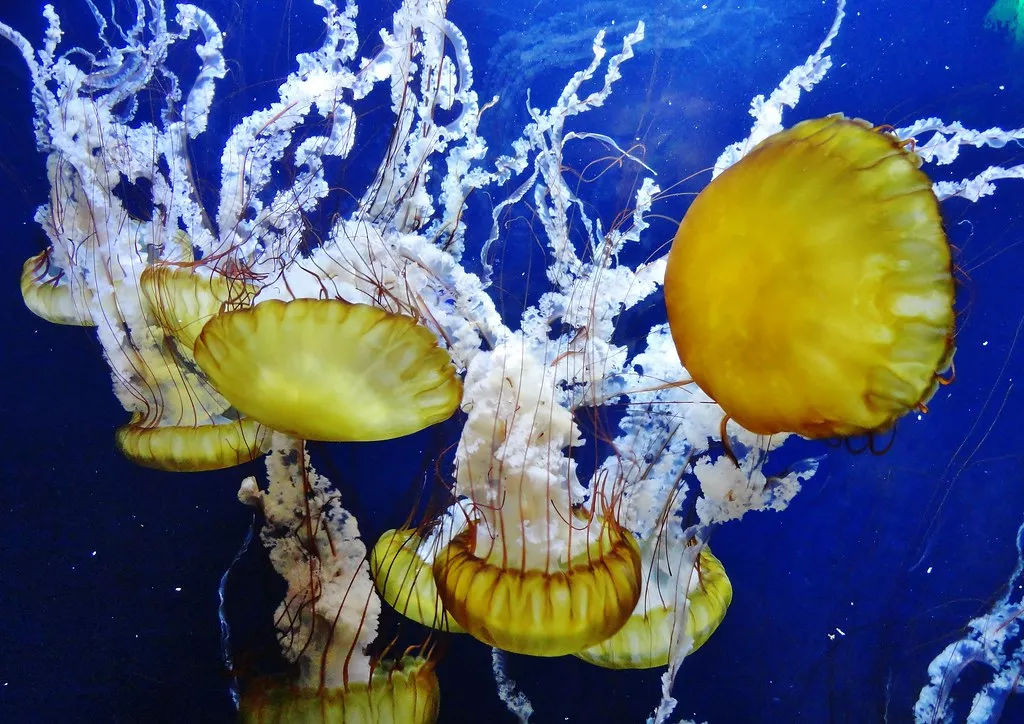 Bay Aquarium in USA, North America | Aquariums & Oceanariums - Rated 3.5
