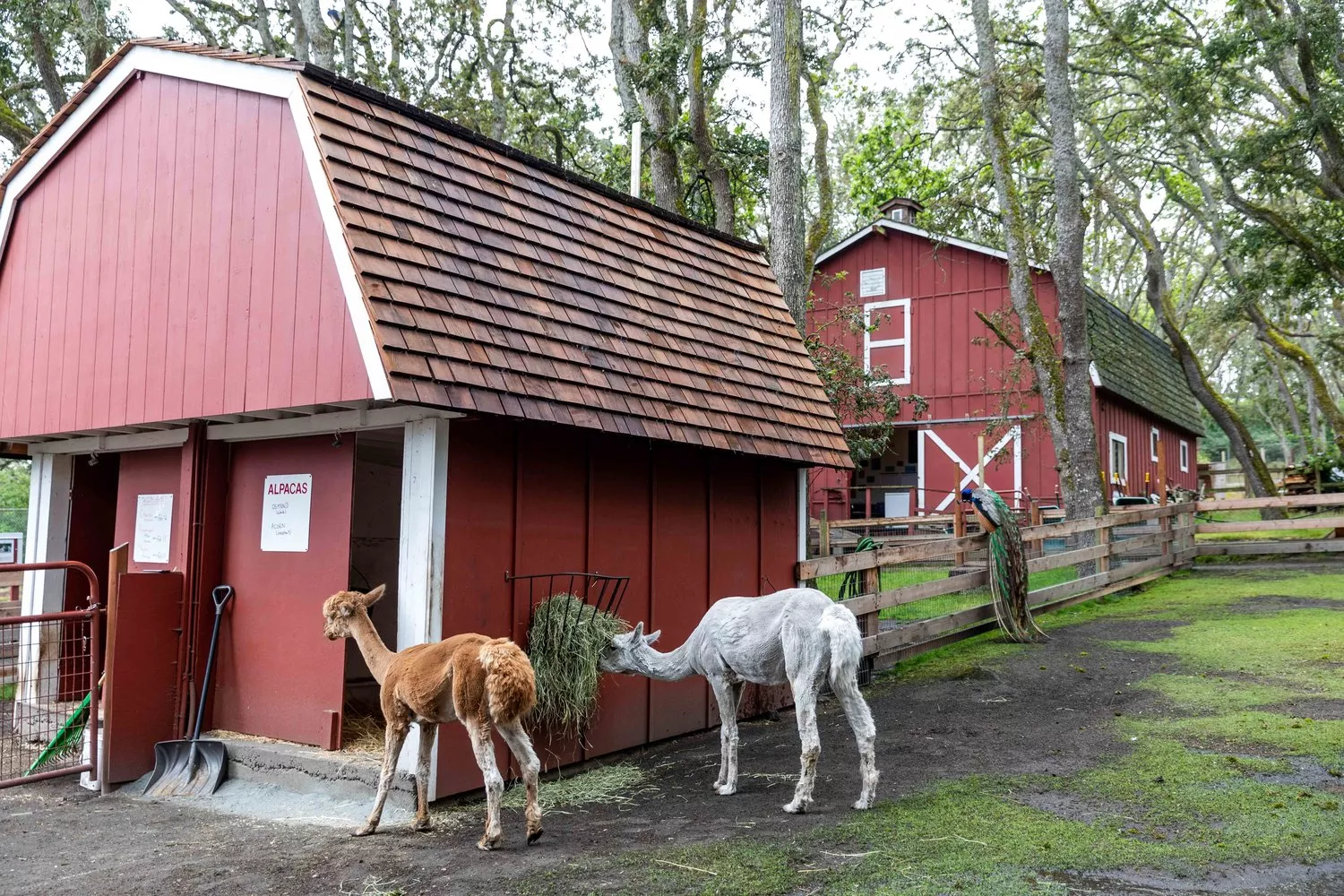 Beacon Hill Children's Farm in Canada, North America | Zoos & Sanctuaries - Rated 3.9