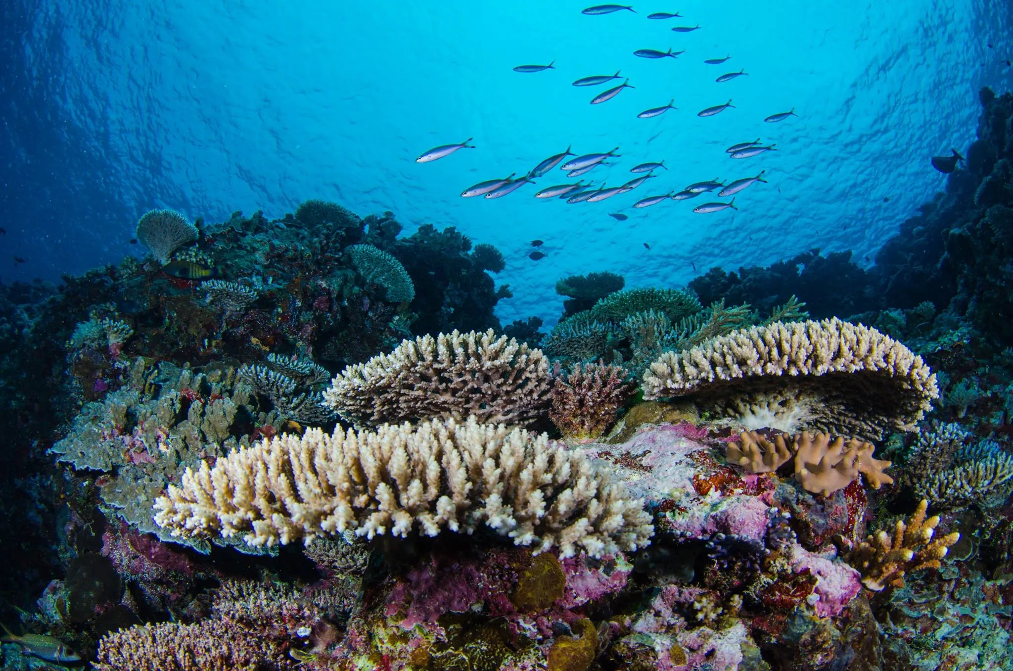 Big Drop-Off in Palau, Australia and Oceania | Scuba Diving - Rated 0.8