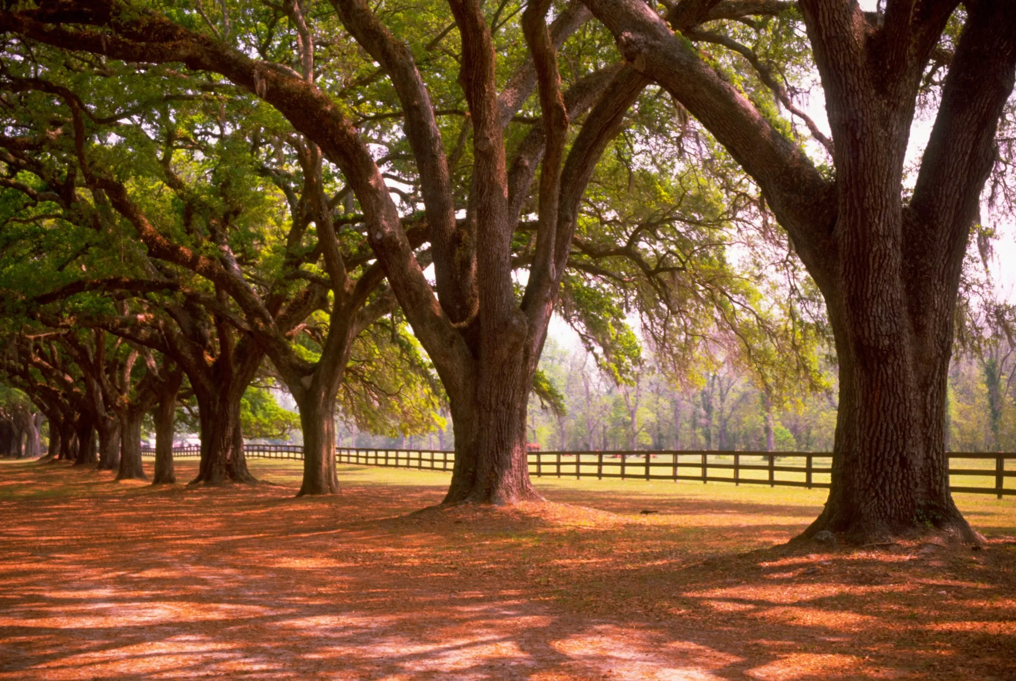 Boone Hall Plantation in USA, North America | Gardens - Rated 3.8