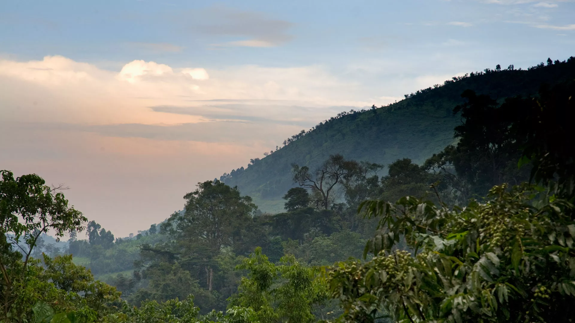 Bwindi Impenetrable National Park in Uganda, Africa | Parks,Trekking & Hiking - Rated 3.8
