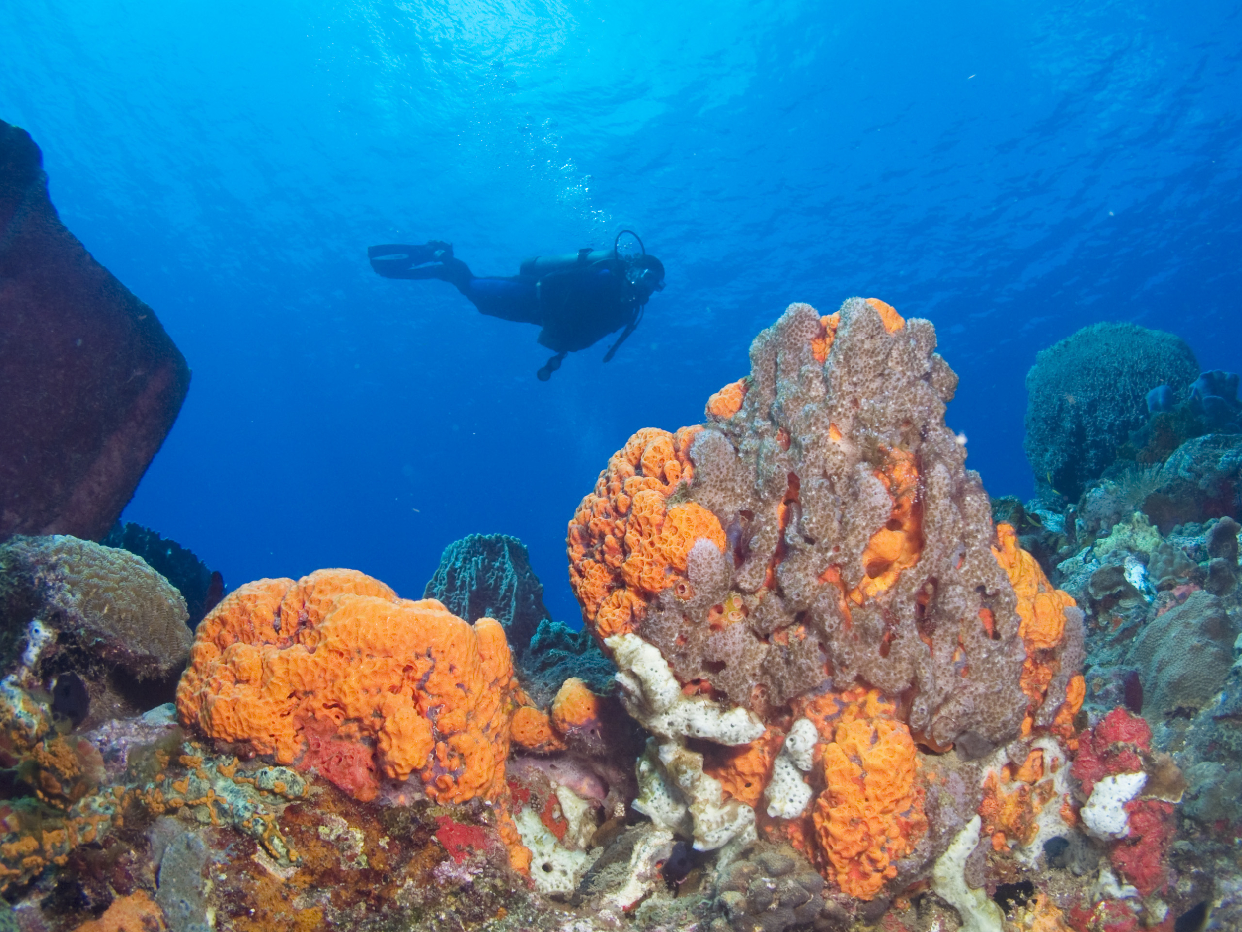 Cabrits Dive Center in Dominica, Caribbean | Diving - Rated 0.9