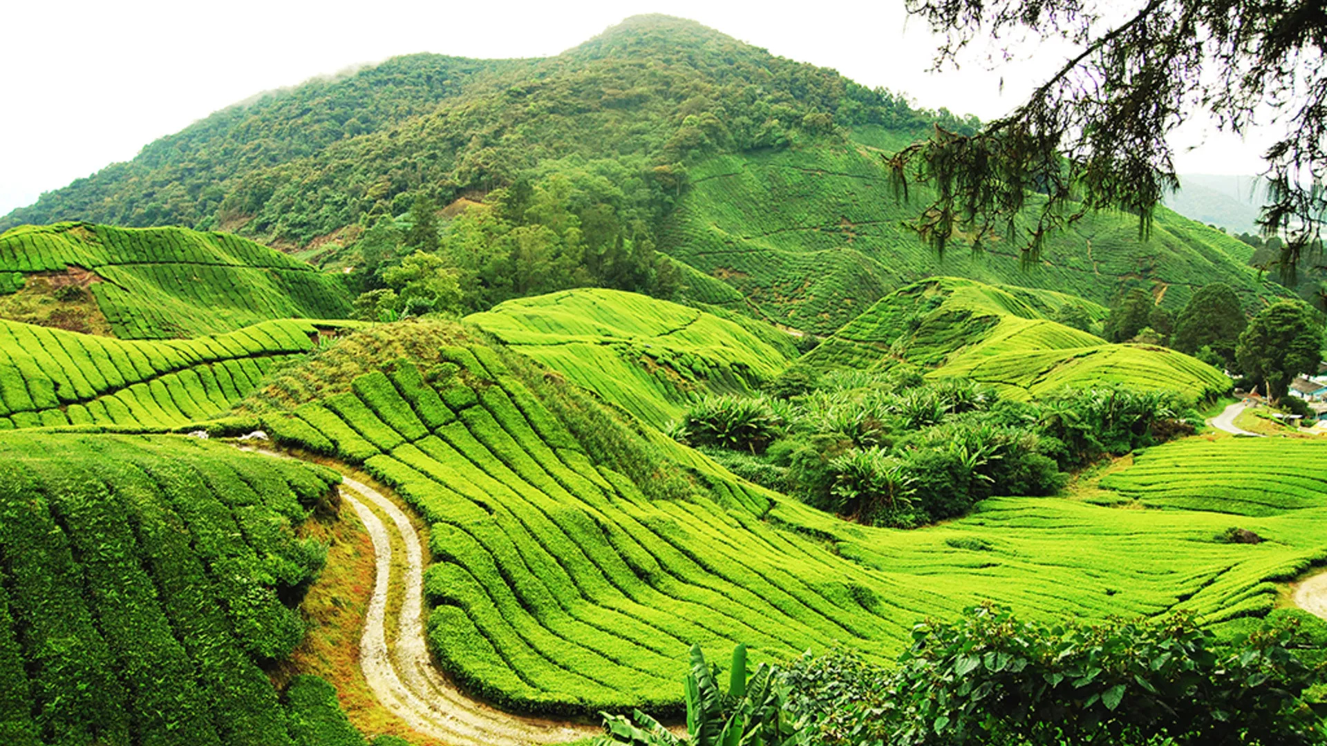 Cameron Highlands in Malaysia, East Asia | Trekking & Hiking - Rated 0.7