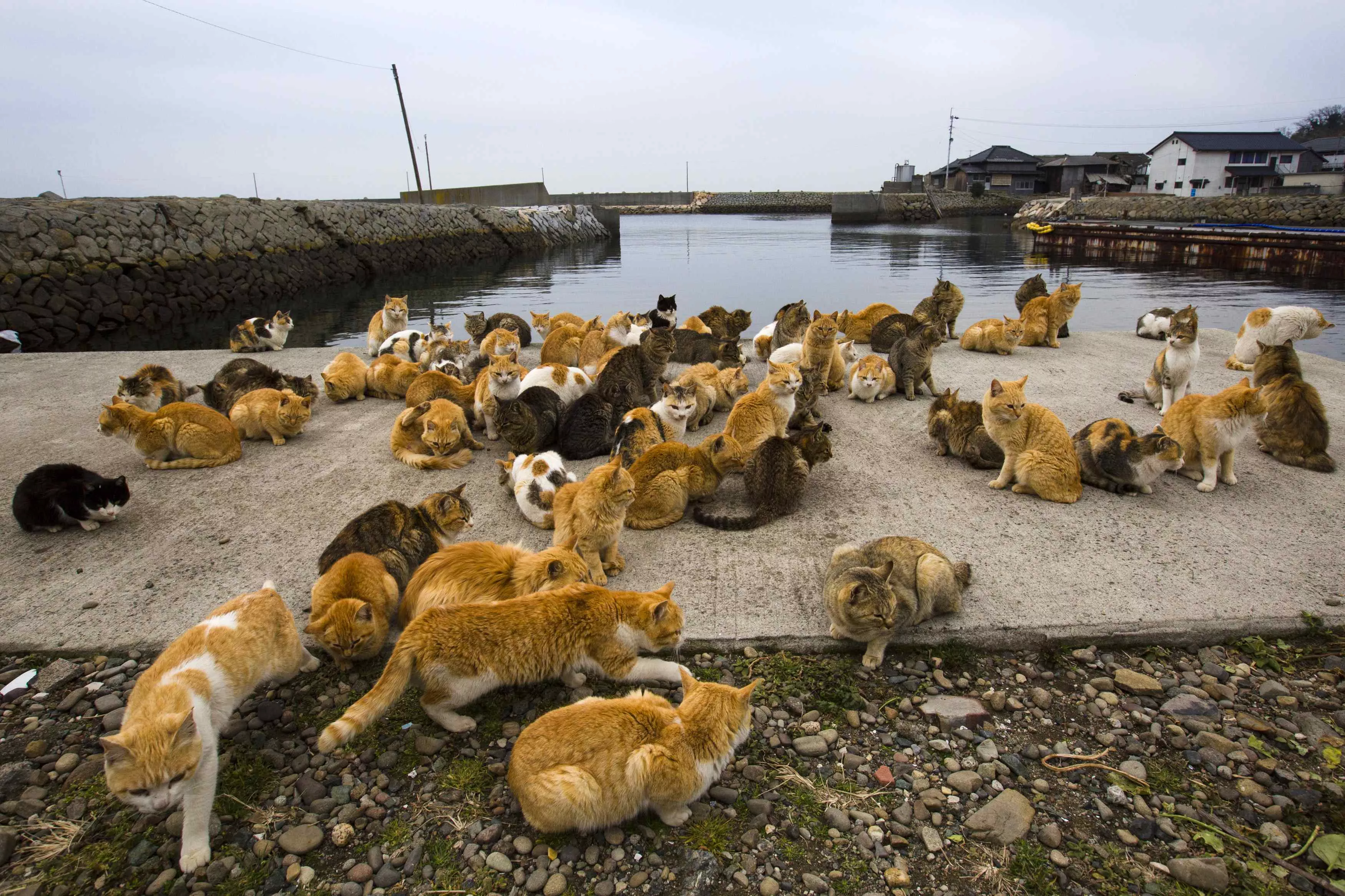 Cat Island in Japan, East Asia | Nature Reserves - Rated 3.8