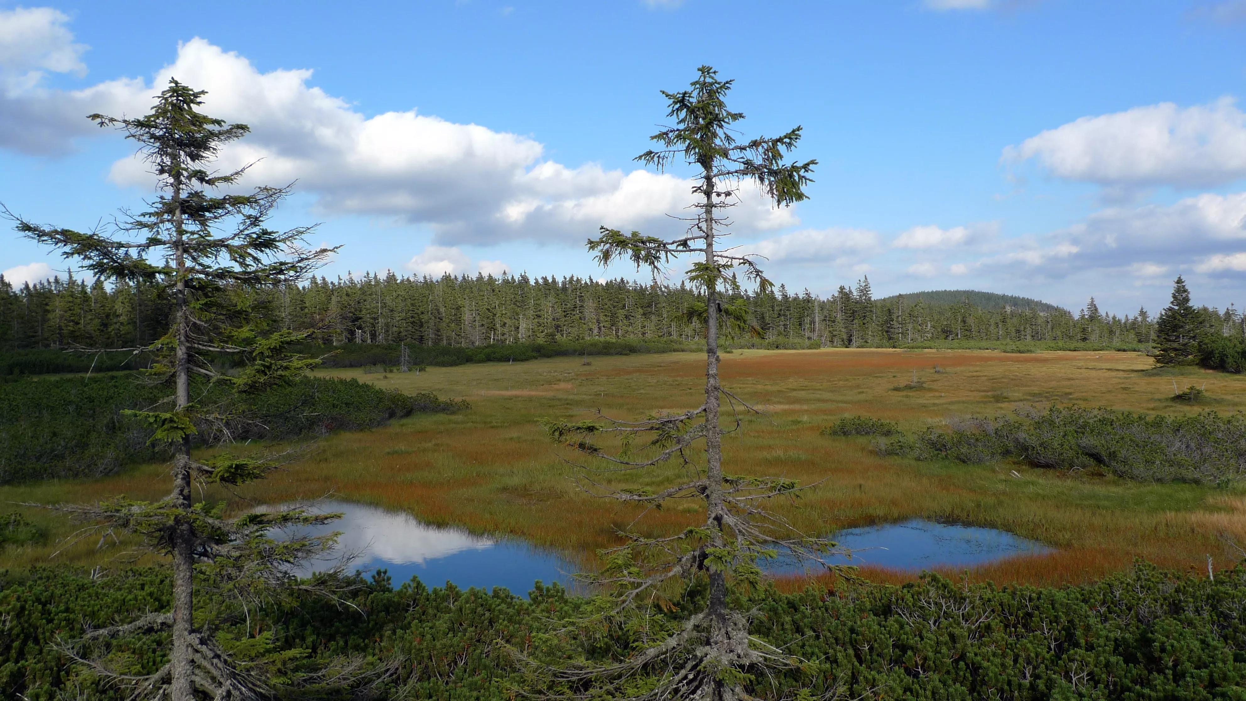 Montenegrin Peat Bog in Czech Republic, Europe | Parks - Rated 3.7